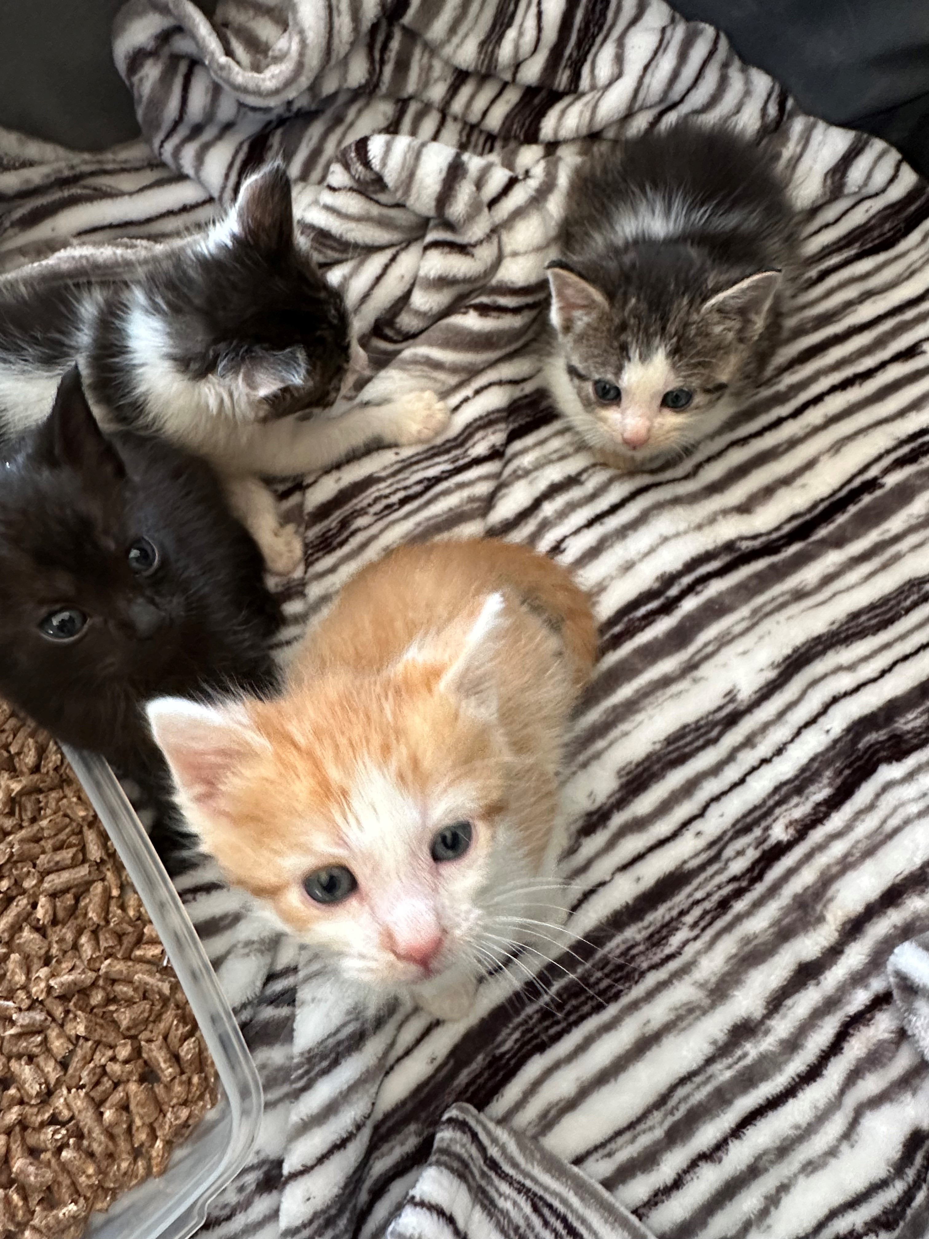 Four kittens sitting together on a blanket.